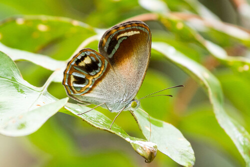 Argyronympha pulchra