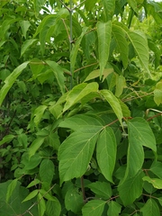 Acer negundo