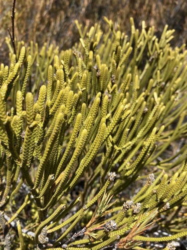 Image of Veronica lycopodioides by no rights reserved