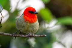 Mauritius Fody photo 1
