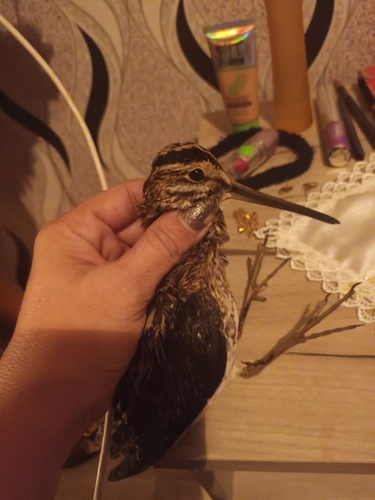 Common Snipe