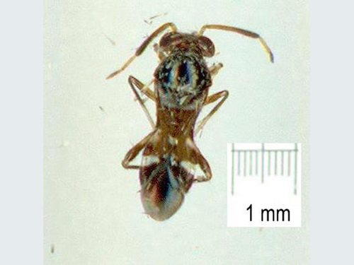 Arafuramiris observed 2009-12-01