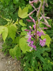 Chamaenerion angustifolium