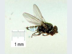 Milichiella