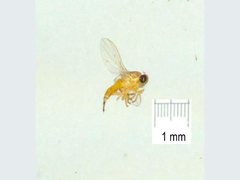 Fergusoninidae