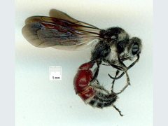 Trogaspidia cooki