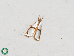 Argyria croceivittella