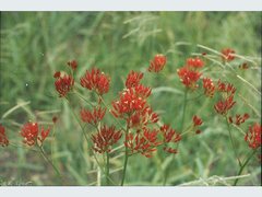 Haemodorum coccineum