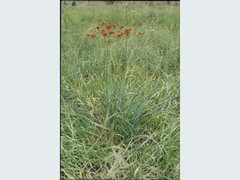 Haemodorum coccineum