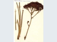 Haemodorum coccineum