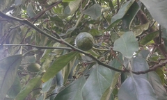 Citrus × latifolia