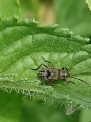 Rhyparochromus