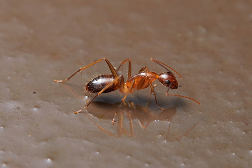 拟光腹弓背蚁Camponotus pseudoirritans