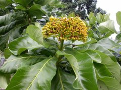 Deplanchea tetraphylla