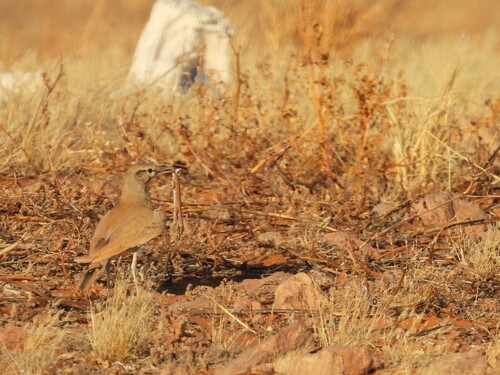 Greater Hoopoe-Lark (Alaemon alaudipes), photo 8