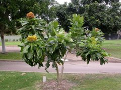 Deplanchea tetraphylla