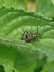 Rhyparochromus