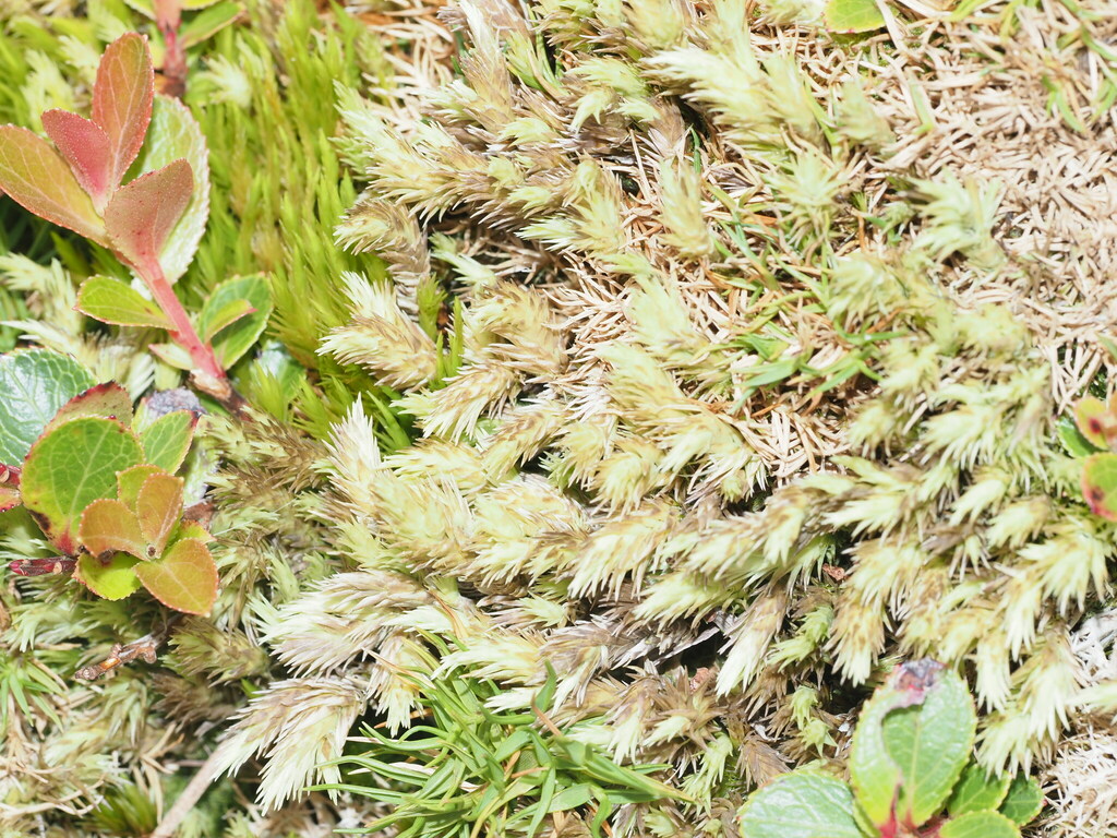 Leucobryum pachyphyllum