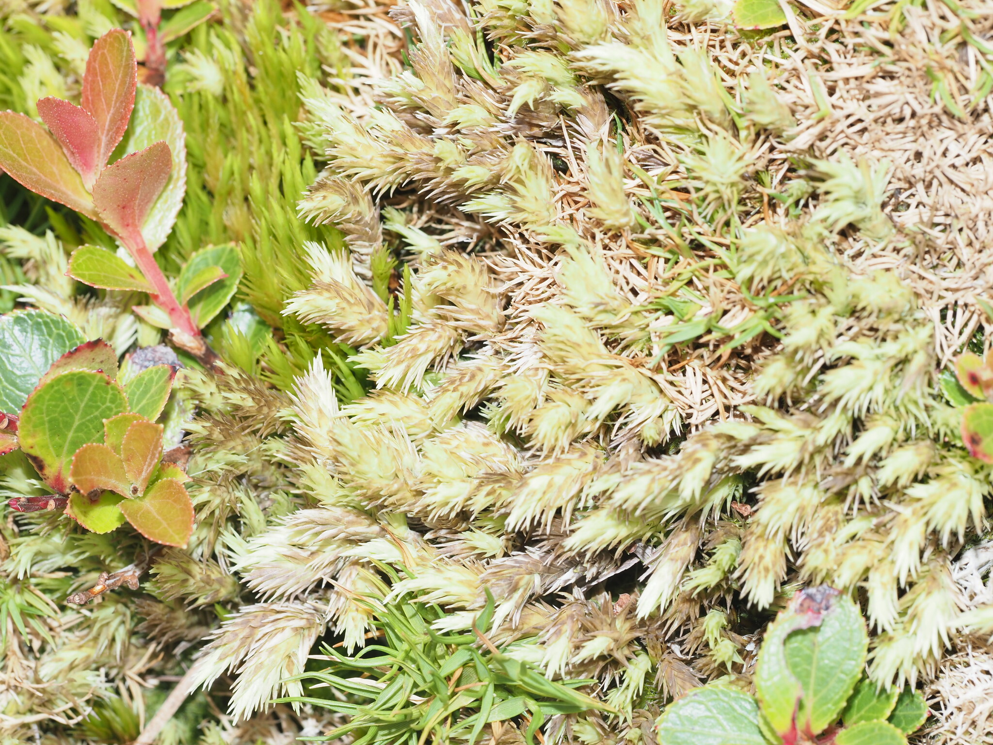 Leucobryum pachyphyllum