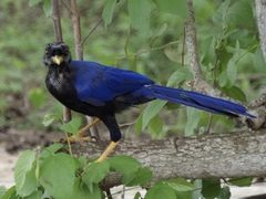 Cyanocorax beecheii
