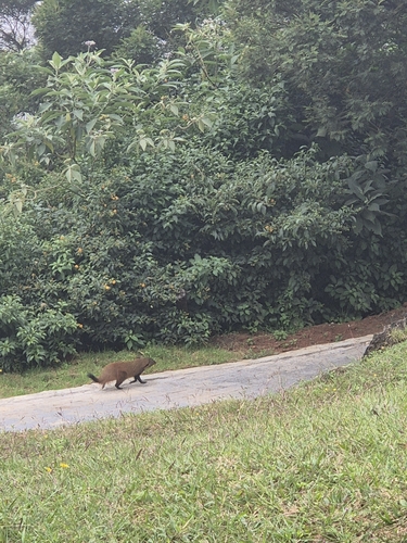Stripe-necked Mongoose