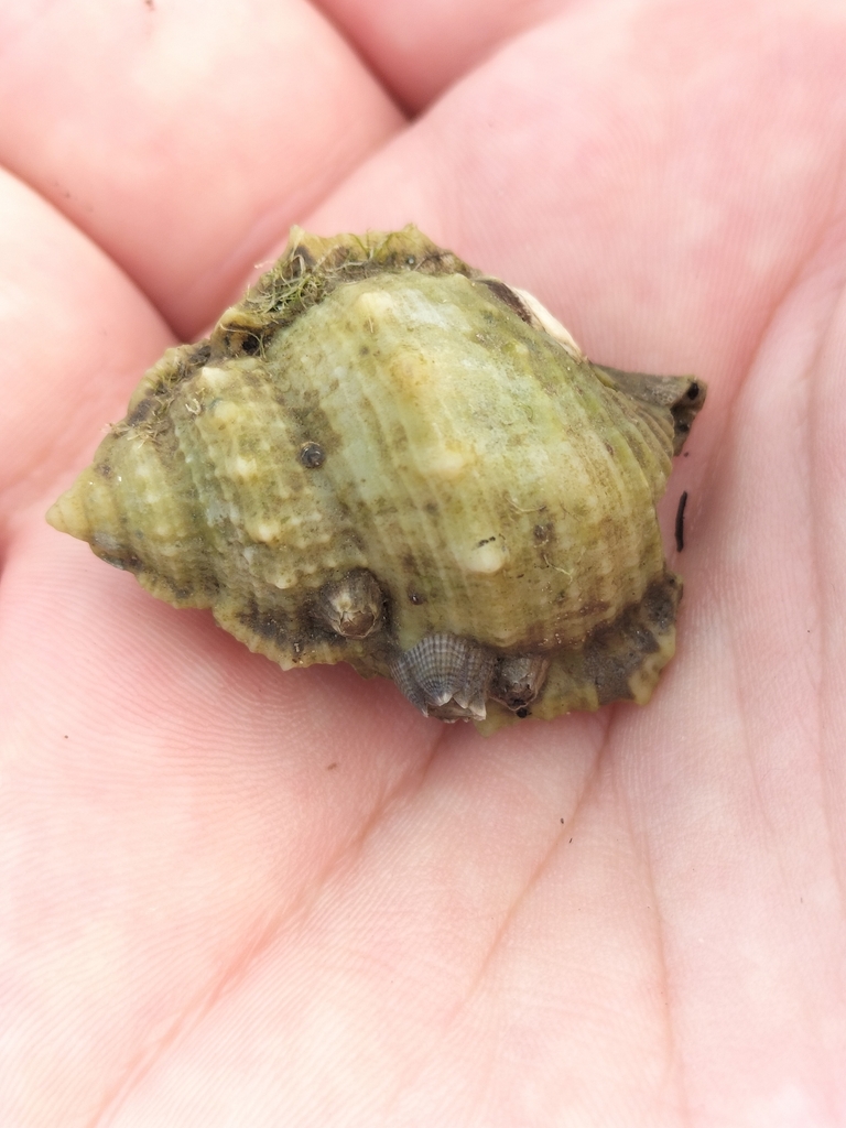 Common frogsnail