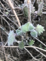 Coleus grandidentatus