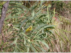 Persoonia falcata