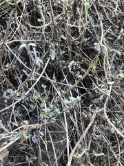 Coleus grandidentatus