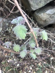 Coleus grandidentatus