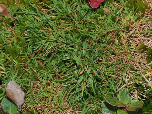 Dichanthelium koolauense observed 2024-11-10