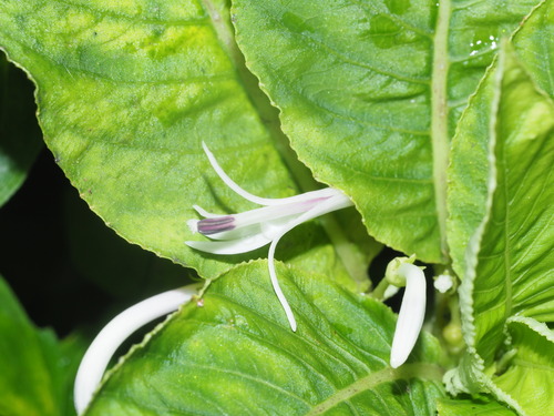 Cyanea acuminata