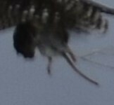Microtus longicaudus, 2024-11-17