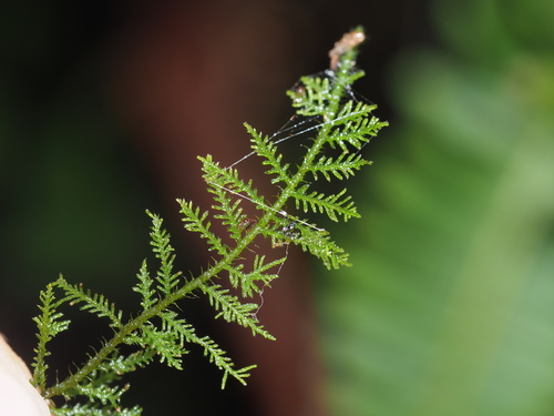 Image of Thuidium cymbifolium by (c) Kevin Faccenda, some rights reserved (CC BY)
