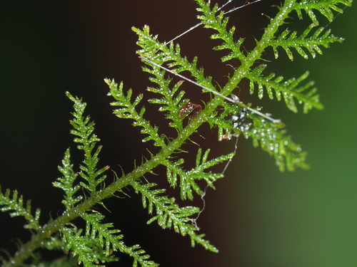 Image of Thuidium cymbifolium by (c) Kevin Faccenda, some rights reserved (CC BY)