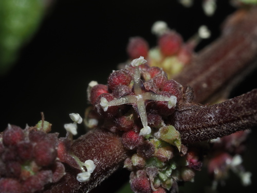 Image of Pipturus albidus by (c) Kevin Faccenda, some rights reserved (CC BY)