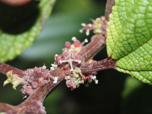 Image of Māmaki (Pipturus albidus) by (c) Kevin Faccenda, some rights reserved (CC BY)