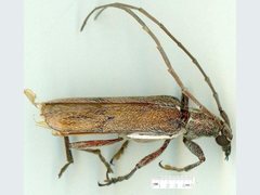 Strongylurus