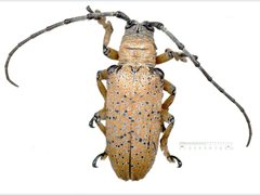 Rhytiphora argus