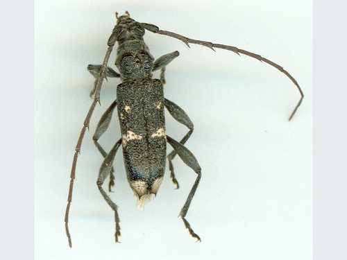 Coptocercus spinithoracicus