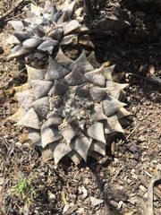 Ariocarpus retusus retusus