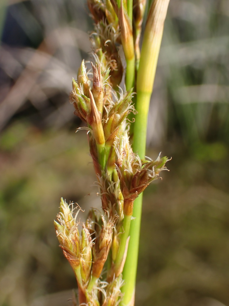 Pseudoschoeneae