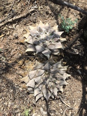 Ariocarpus retusus retusus