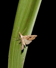Trigonistis asthenopa