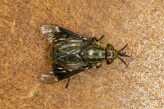 Chrysops niger