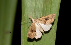Trigonistis asthenopa