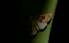 Trigonistis asthenopa