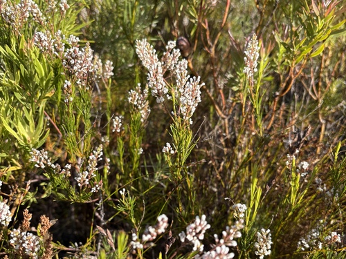 Image of Spatalla racemosa by (c) Charleen Brunke, some rights reserved (CC BY)