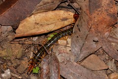 Cormocephalus westwoodi