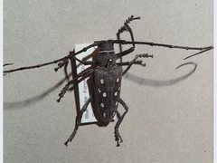 Batocera frenchi